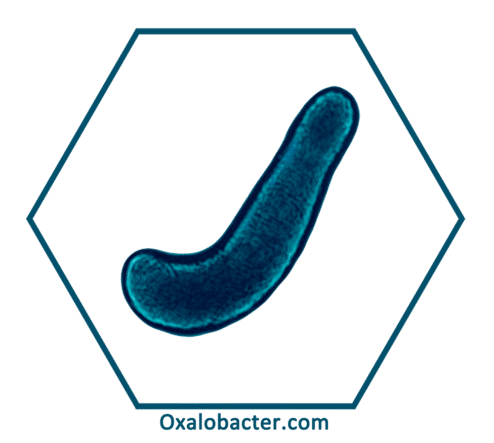 Illustration of Oxalobacter formigenes