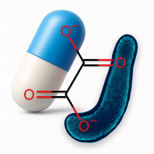 Oxalobacter formigenes (2 strips of 10)